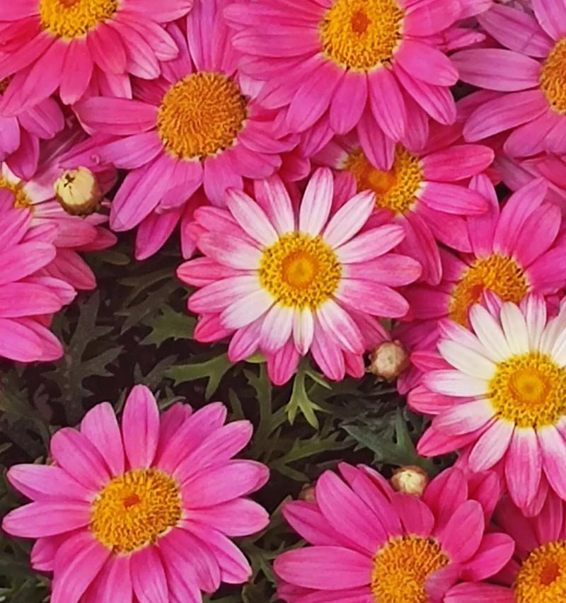茼蒿花的花语是什么？茼蒿花象征着什么？