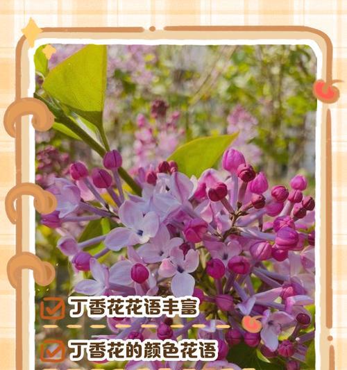 打结花的花语是什么？打结花代表了哪些情感？