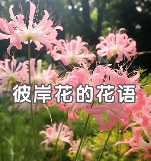 打结花的花语是什么？打结花代表了哪些情感？