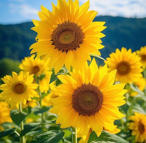 日本葵花的花语是什么？日本葵花象征着什么？
