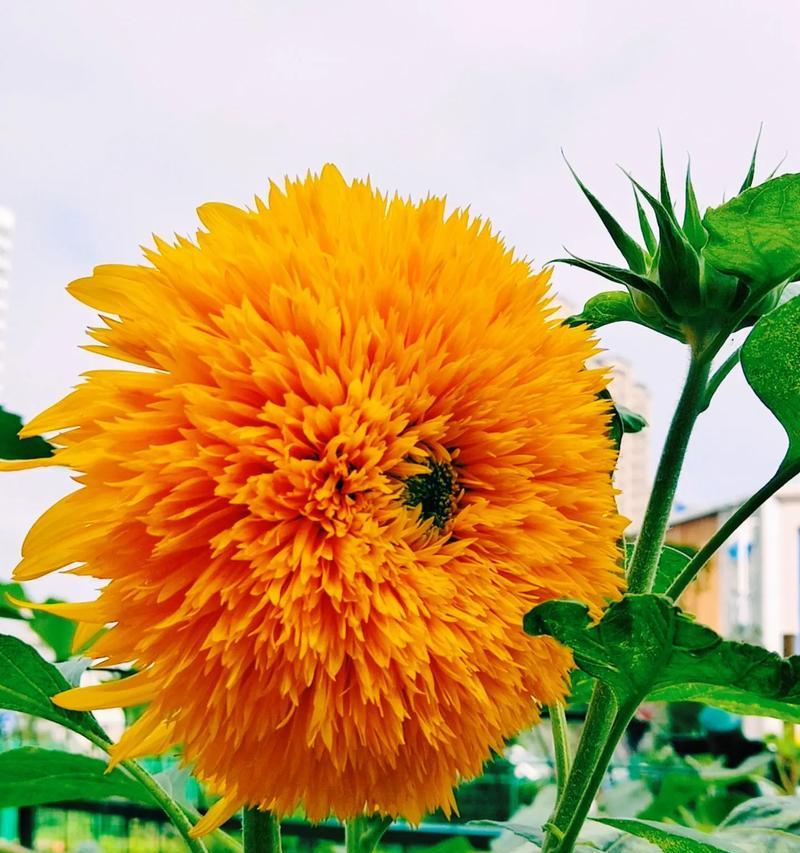 日本葵花的花语是什么？日本葵花象征着什么？