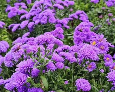 绒球翠菊花语是什么？绒球翠菊代表了哪些意义？