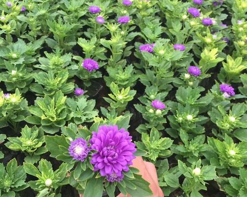 绒球翠菊花语是什么？绒球翠菊代表了哪些意义？