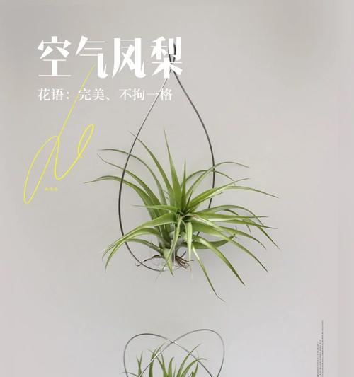 菠萝观赏花语是什么？菠萝观赏象征着什么？