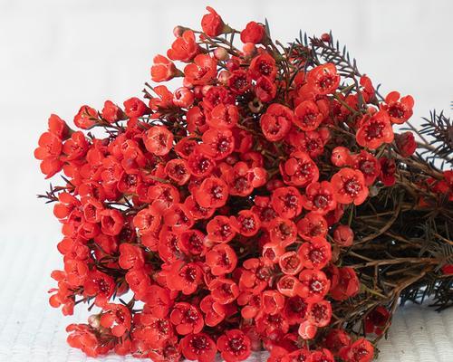 腊梅红色花语是什么？腊梅红色代表了哪些意义？