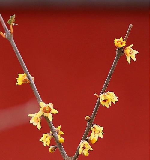 腊梅红色花语是什么？腊梅红色代表了哪些意义？