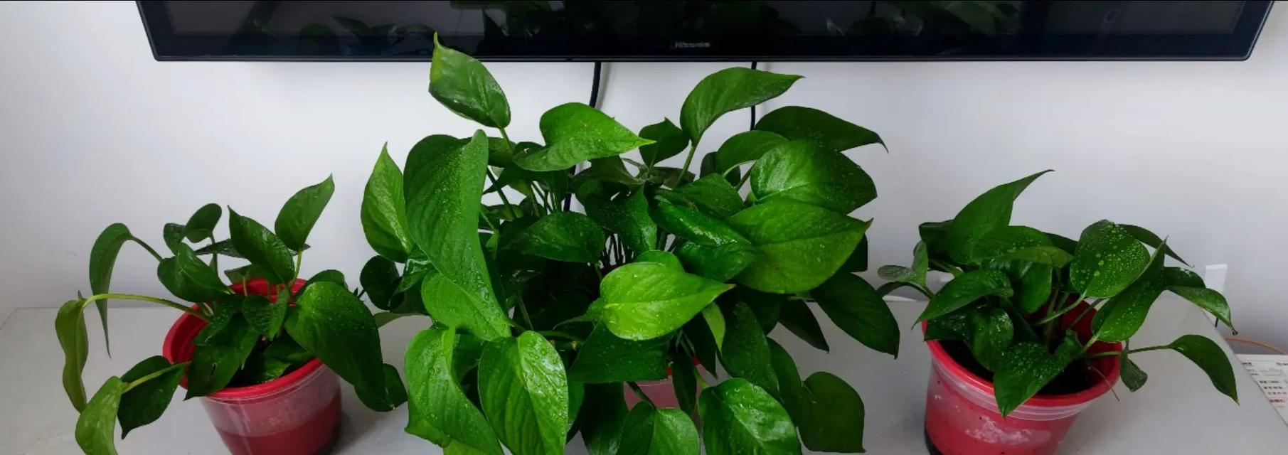 绿萝花语含义是什么？如何正确理解绿萝的花语？
