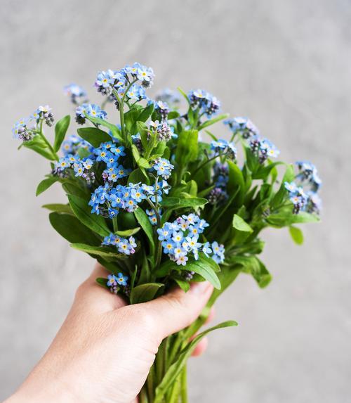 花语落地生根代表什么？怎样用花语表达深情？