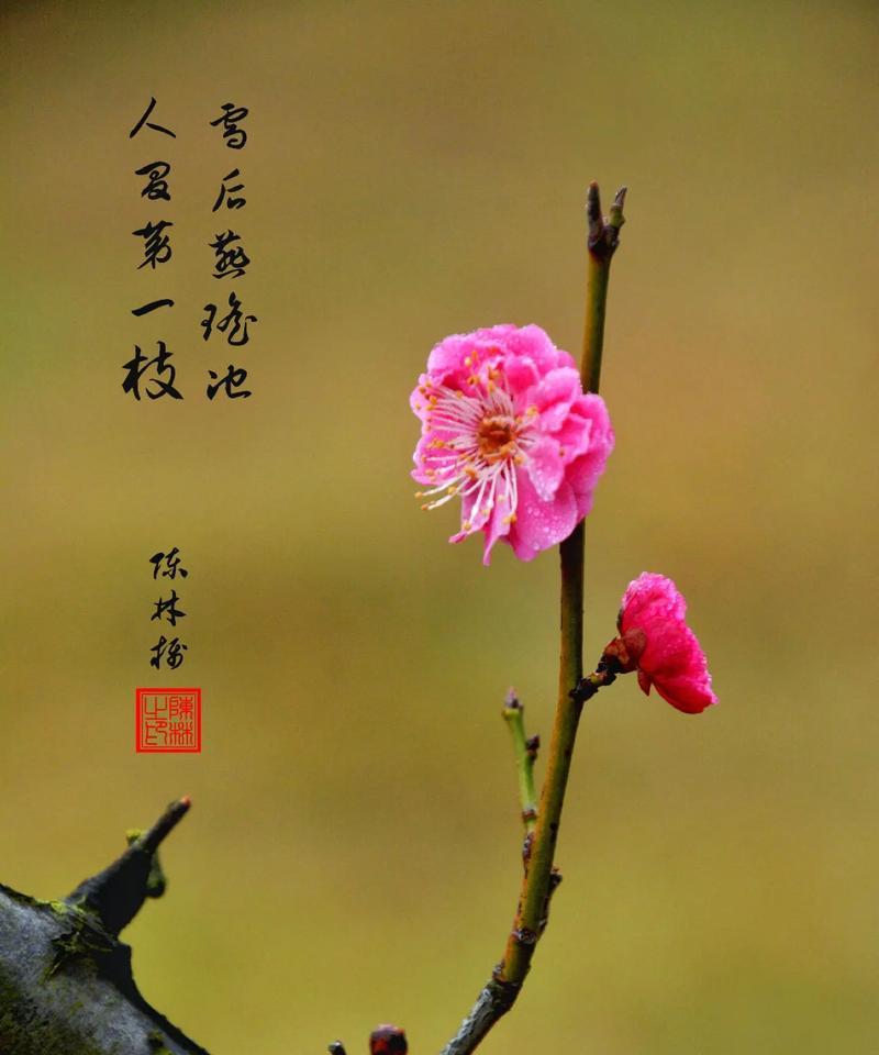 梅花花语片段有哪些？如何用梅花花语表达祝福？