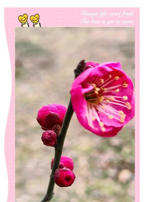 梅花花语片段有哪些？如何用梅花花语表达祝福？