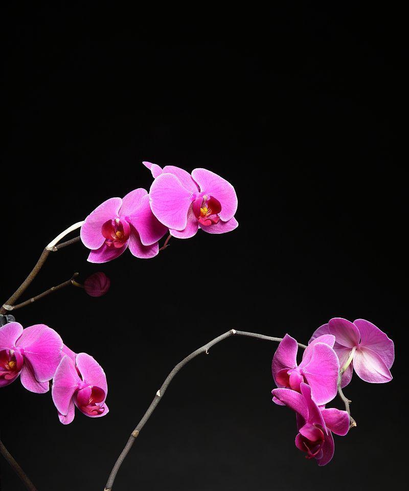 黑色兰花花语有何特别之处？黑色兰花象征着什么？