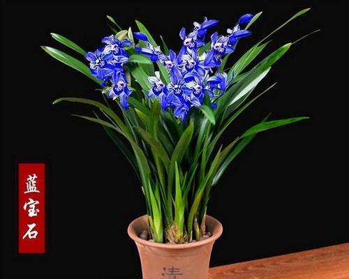 黑色兰花花语有何特别之处？黑色兰花象征着什么？