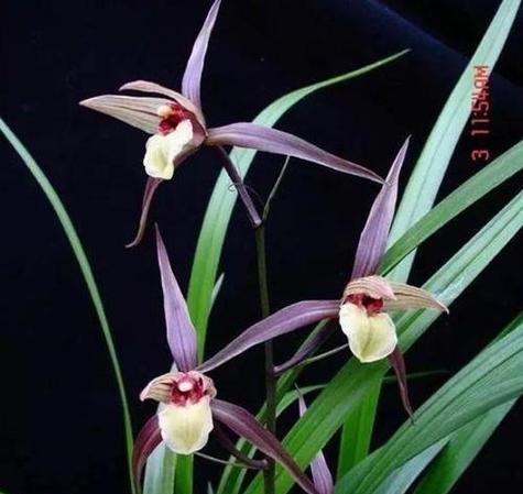 黑色兰花花语有何特别之处？黑色兰花象征着什么？