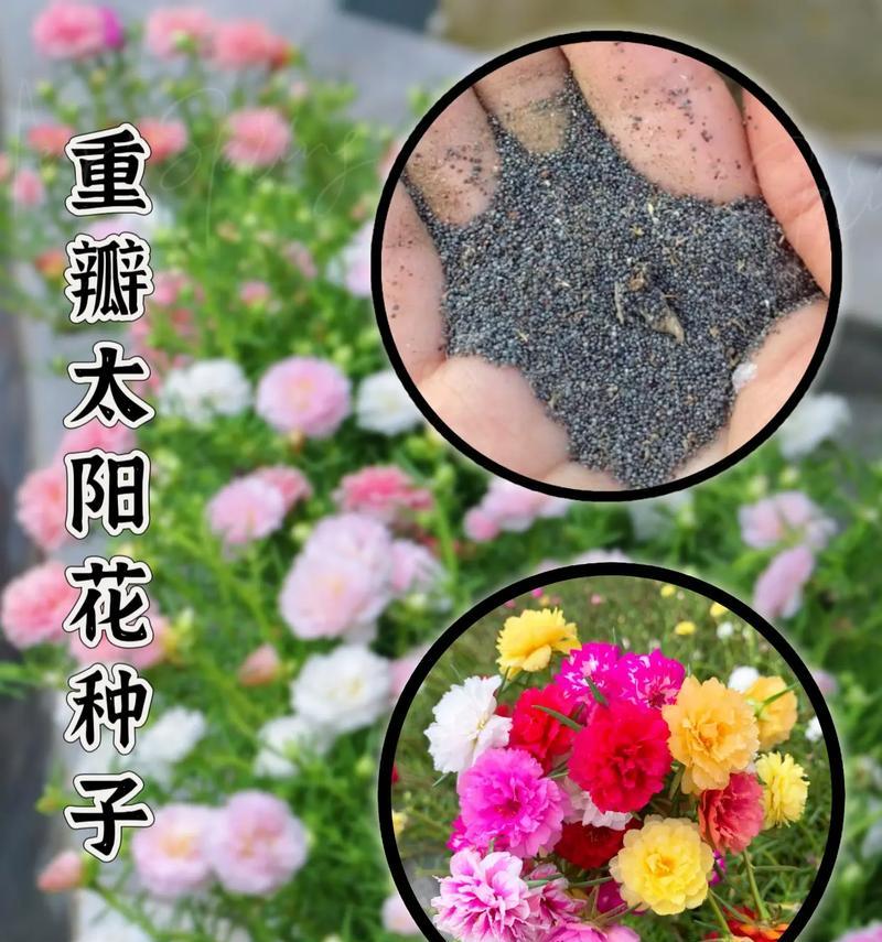 太阳养花花语是什么？太阳与养花有什么关系？