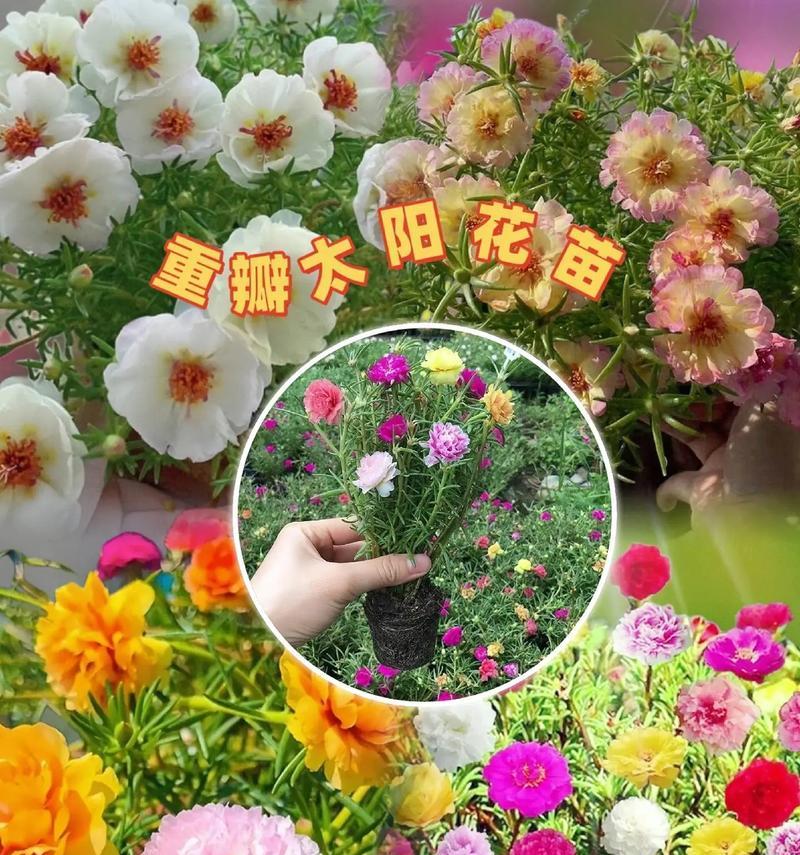 太阳养花花语是什么？太阳与养花有什么关系？