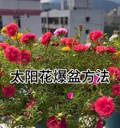 太阳养花花语是什么？太阳与养花有什么关系？