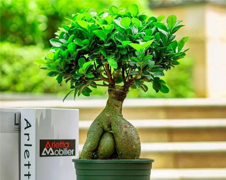 绞杀榕的花语有何含义？绞杀榕在花语中代表什么？