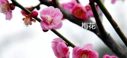 梅花语的下联是什么？如何对出梅花的花语下联？