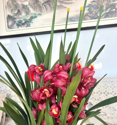 花语大花蕙兰有何寓意？大花蕙兰的花语是什么？