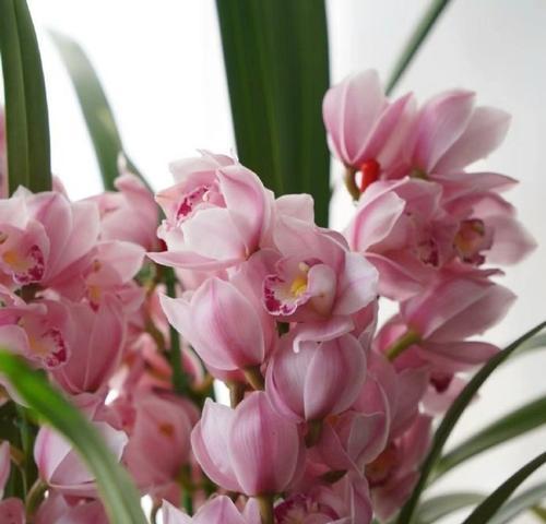 花语大花蕙兰有何寓意？大花蕙兰的花语是什么？