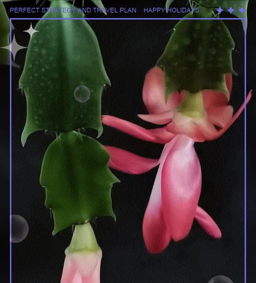 仙人指的花语是什么？仙人指在花语中代表什么？