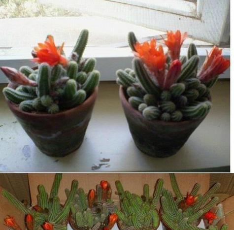 仙人指的花语是什么？仙人指在花语中代表什么？