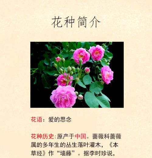 干枯蔷薇花语有何深意？干枯蔷薇在花语中代表什么？