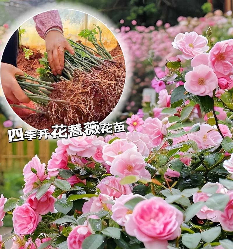 干枯蔷薇花语有何深意？干枯蔷薇在花语中代表什么？