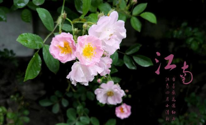 散文蔷薇花语是什么？如何用散文表达蔷薇的花语？