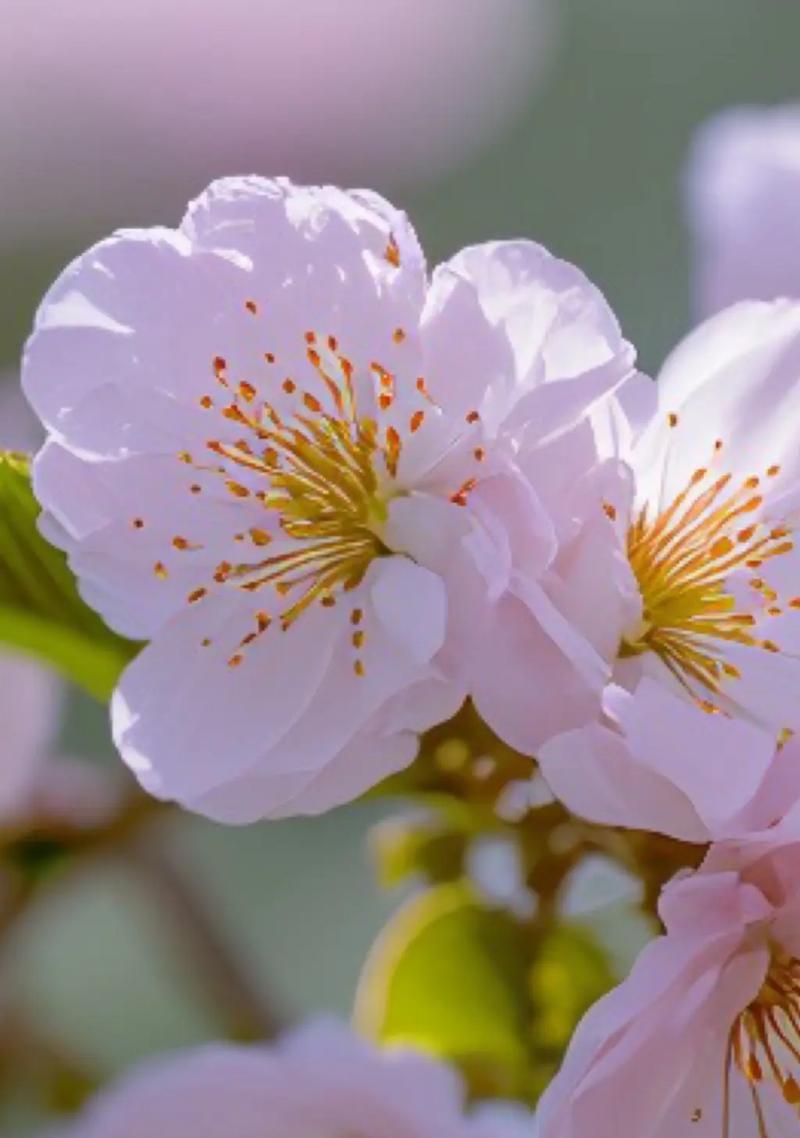 樱花花语简单吗？樱花的花语有哪些含义？