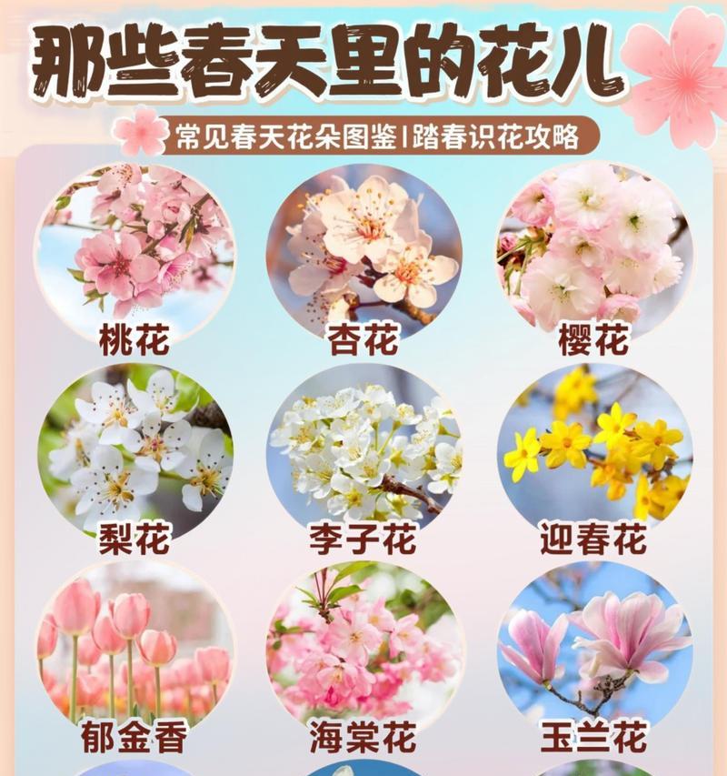 樱花花语简单吗？樱花的花语有哪些含义？