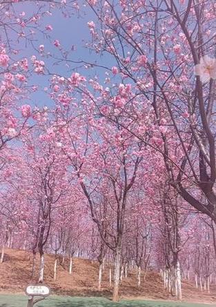 樱花花语等待代表什么？樱花如何表达等待的情感？