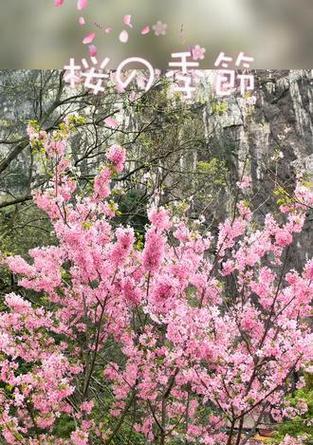 樱花花语等待代表什么？樱花如何表达等待的情感？