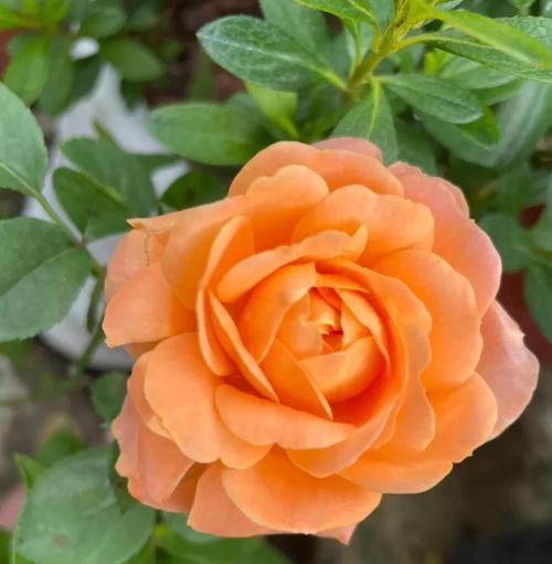 月季花语有哪些？不同颜色月季代表什么意义？