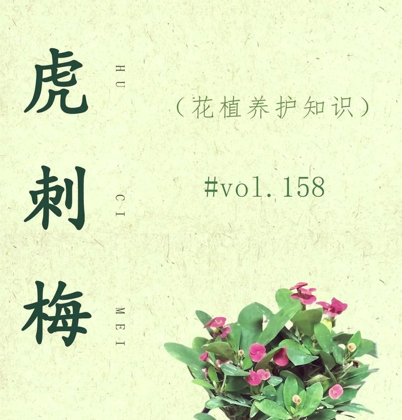 红虎刺梅的花语是什么？它象征着什么？