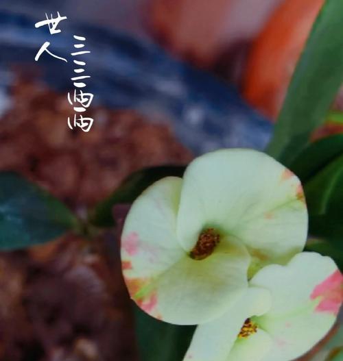 红虎刺梅的花语是什么？它象征着什么？