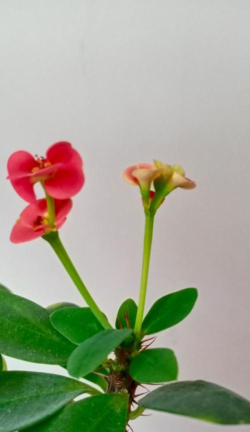 红虎刺梅的花语是什么？它象征着什么？