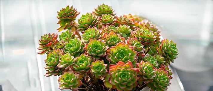 绿色法师花语是什么？它象征着什么？