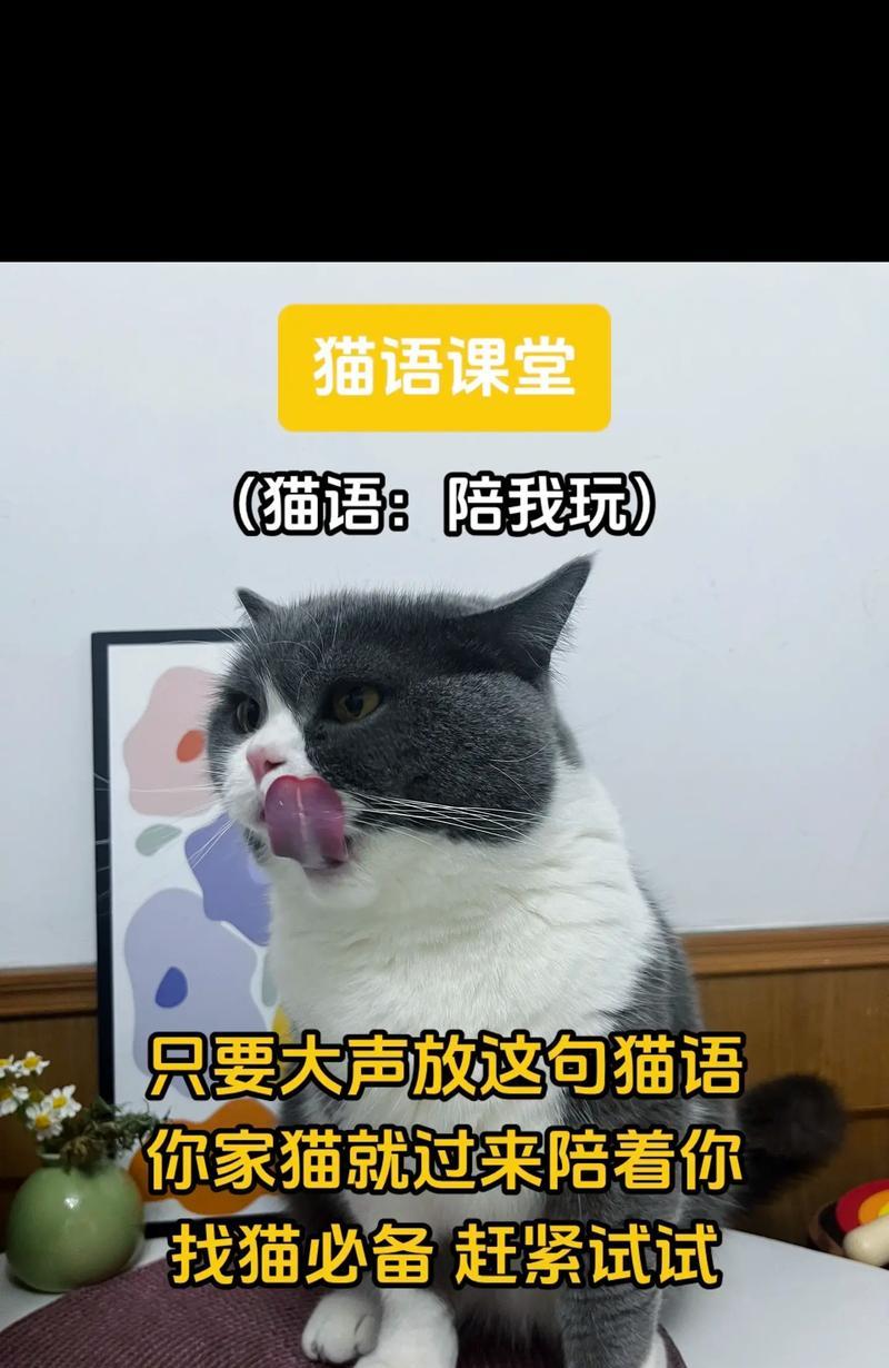 猫儿脸花语有何特别之处？它代表了什么？