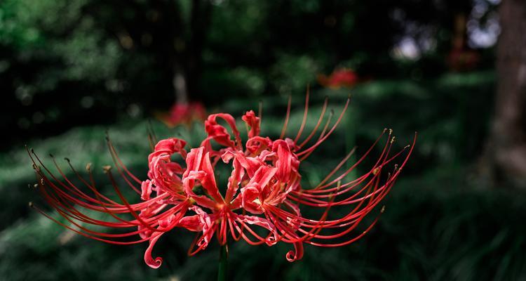 桐花的花语是什么？它有哪些寓意？