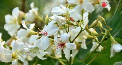 桐花的花语是什么？它有哪些寓意？