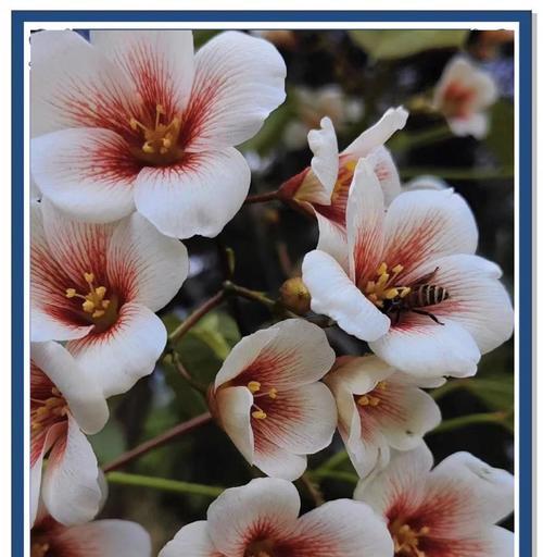 桐花的花语是什么？它有哪些寓意？