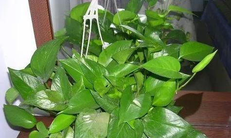 绿萝花的花语是什么？它传递了哪些信息？