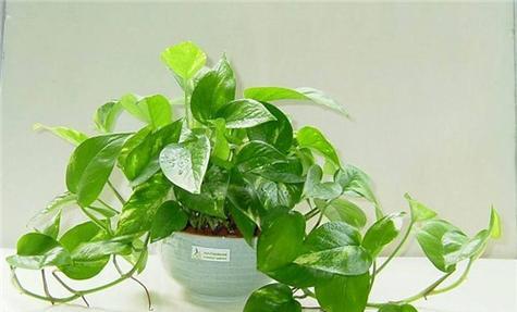 绿萝花的花语是什么？它传递了哪些信息？