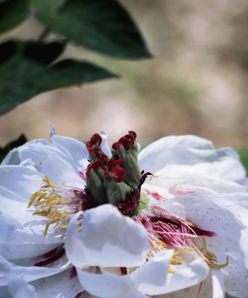 叶牡丹花语有何深意？它代表了什么？