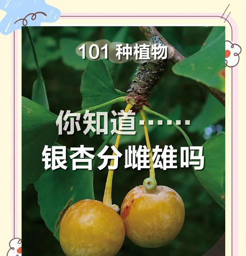 银杏花语背后的故事是什么？它有哪些含义？