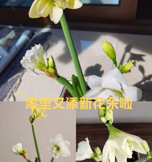 兰花的花语有哪些？它象征着什么？