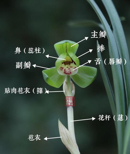 兰花的花语有哪些？它象征着什么？