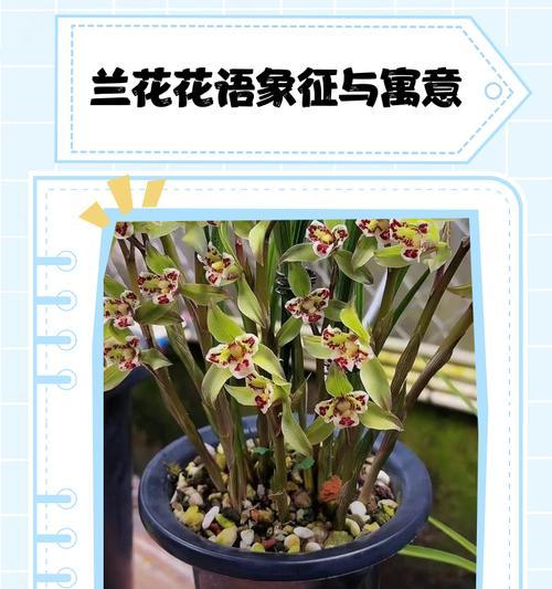 兰花的花语有哪些？它象征着什么？