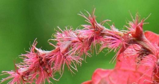 铁苋菜花语有何特别之处？它象征着什么？